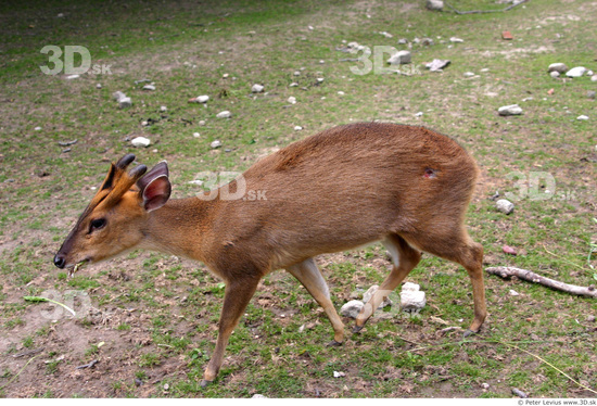 Whole Body Animation references Muntjac