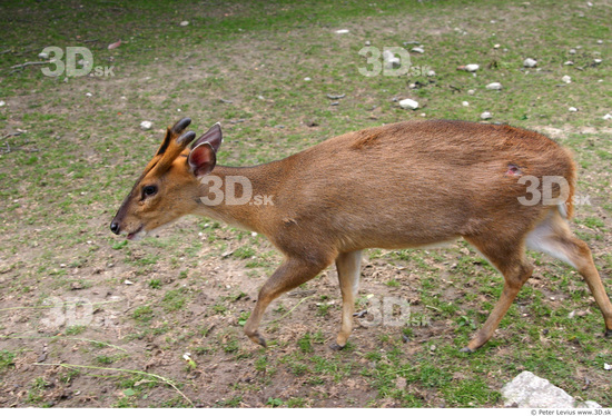 Whole Body Animation references Muntjac