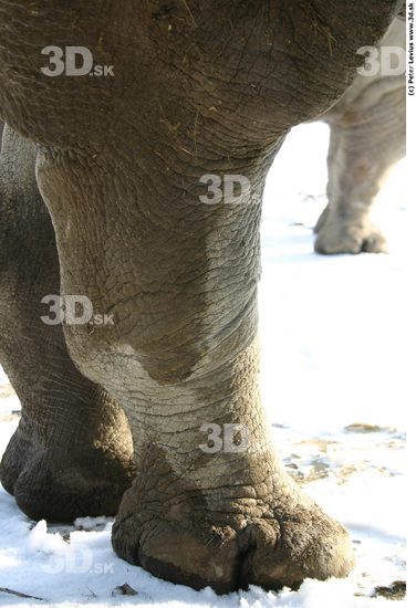 Leg Rhinoceros