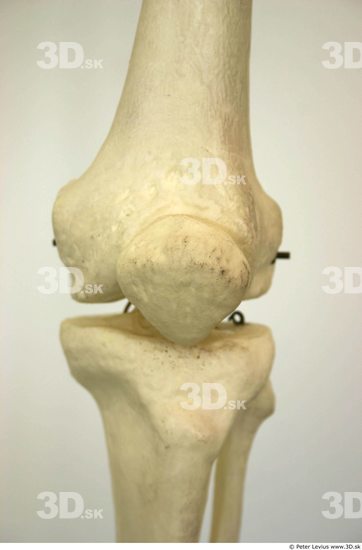 Knee Skeleton