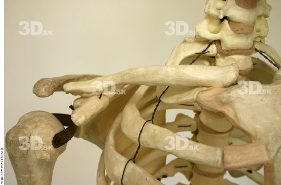 Arm Skeleton