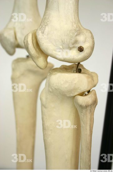 Knee Skeleton