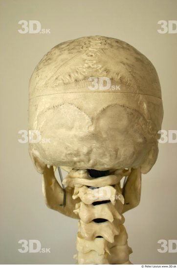 Head Skeleton