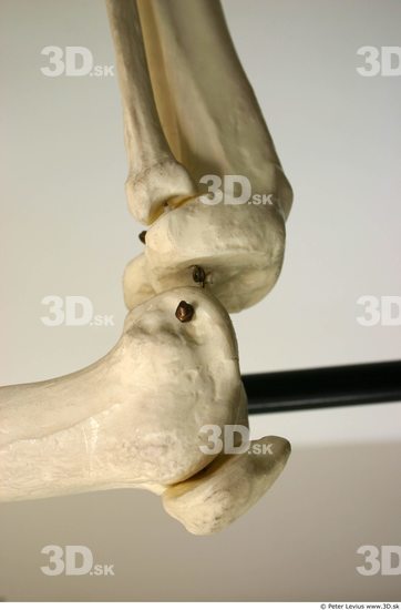 Knee Skeleton