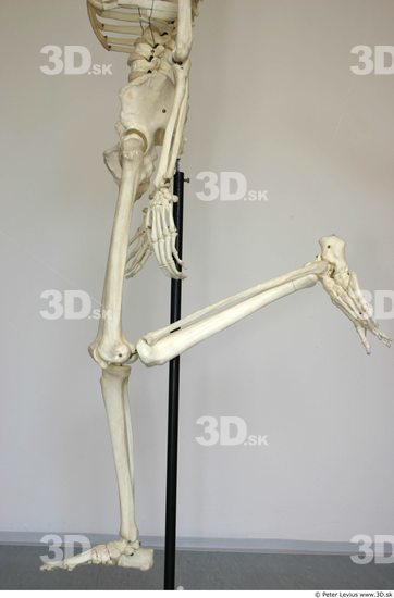 Leg Skeleton Animation references