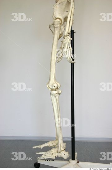 Leg Skeleton Animation references