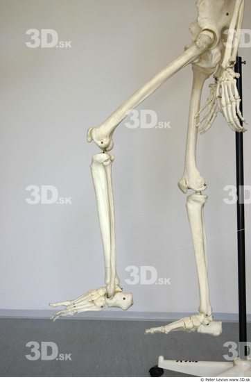 Leg Skeleton Animation references