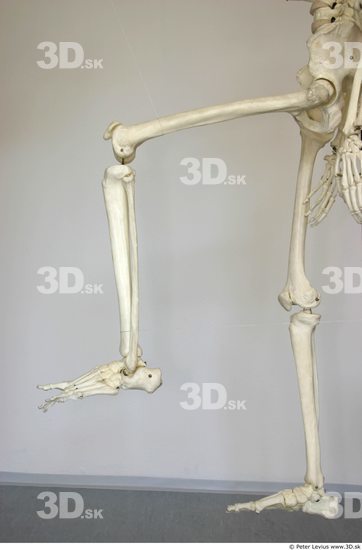 Leg Skeleton Animation references