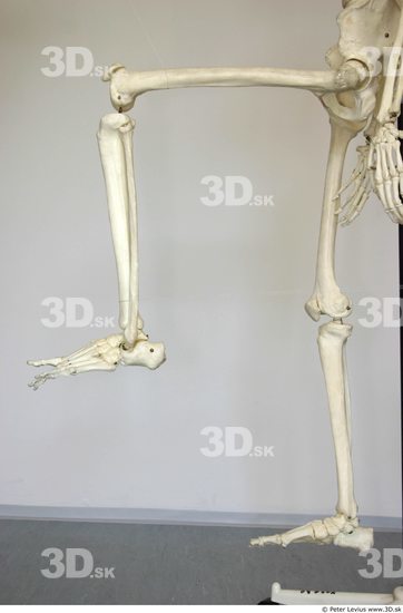 Leg Skeleton Animation references