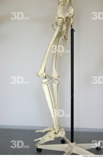 Leg Skeleton Animation references