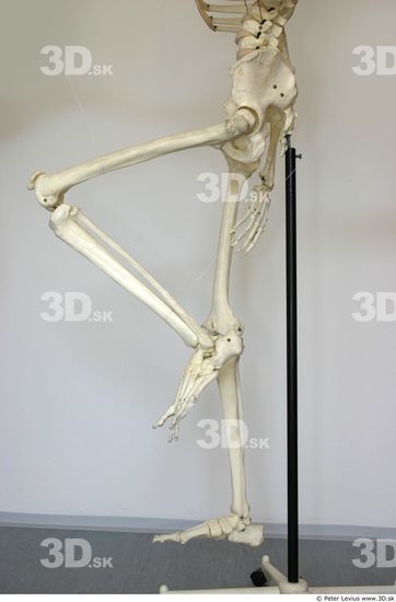 Leg Skeleton Animation references