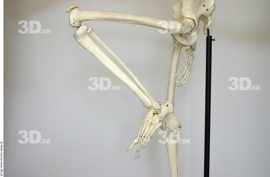 Leg Skeleton Animation references