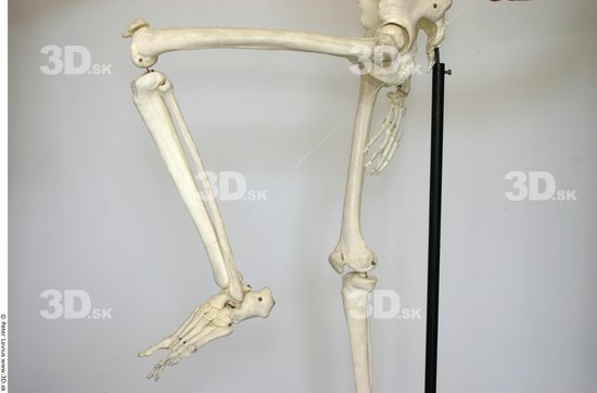 Leg Skeleton Animation references