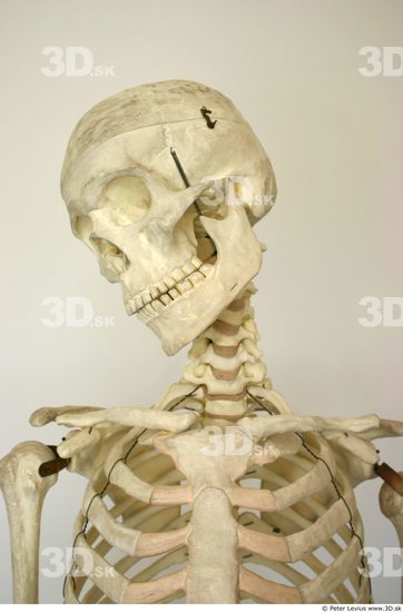 Skeleton Sitting Poses - 3D Model by RandomPolygons