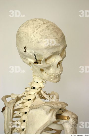 Head Skeleton Other