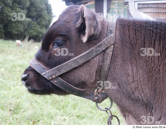 Head Calf