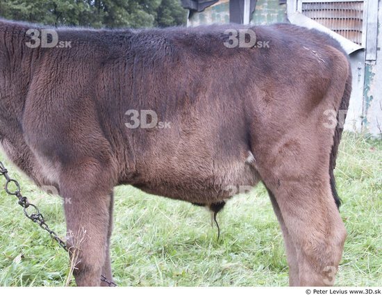 Upper Body Calf