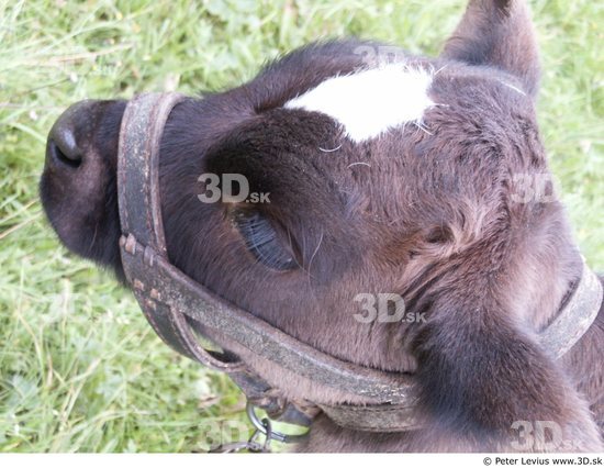 Head Calf