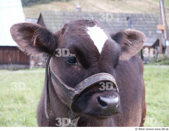 Head Calf