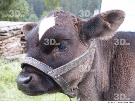 Head Calf