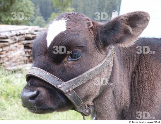 Head Calf