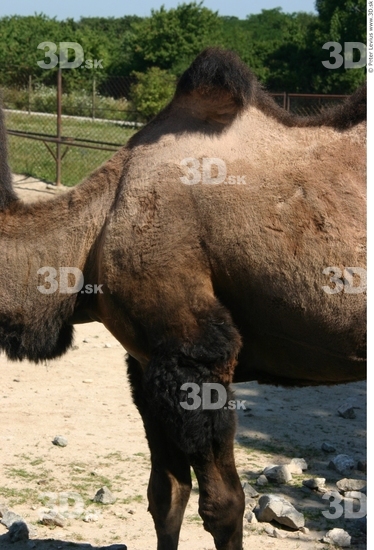 Thigh Camel