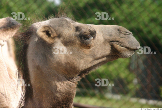 Head Camel