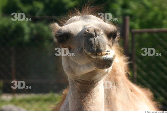 Head Camel