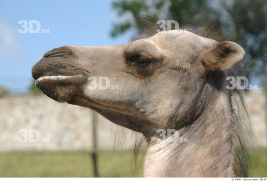 Head Camel