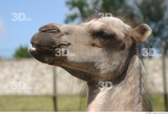 Head Camel