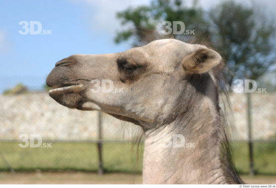 Head Camel