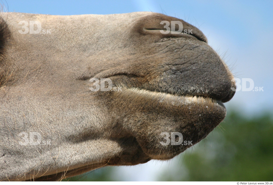 Mouth Camel