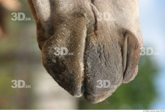 Mouth Camel