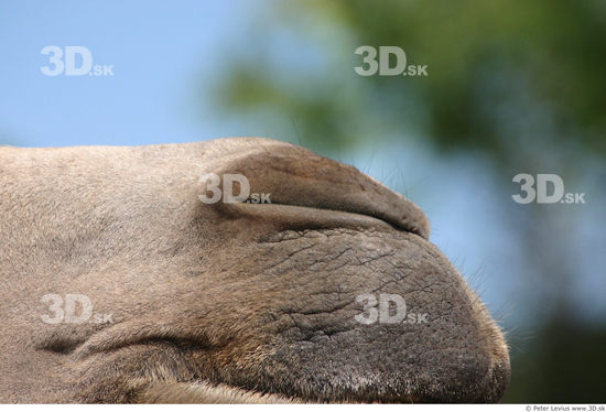 Nose Camel