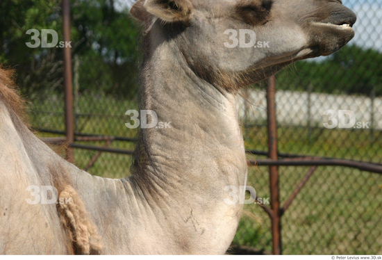 Neck Camel