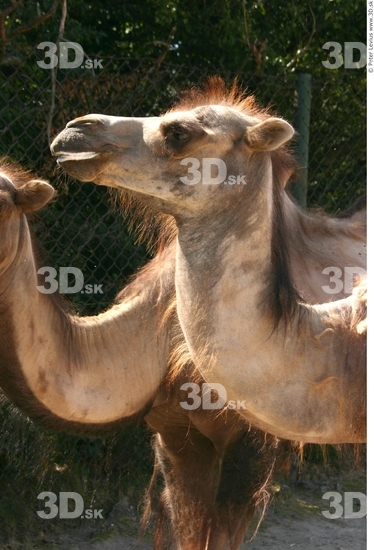 Head Camel