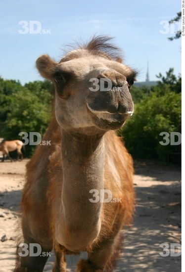 Head Camel