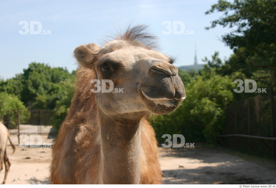 Head Camel