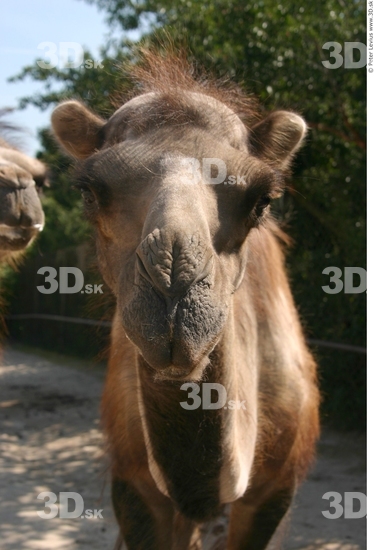 Head Camel