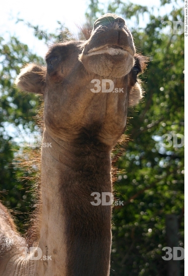 Head Camel