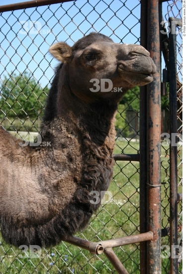 Head Camel