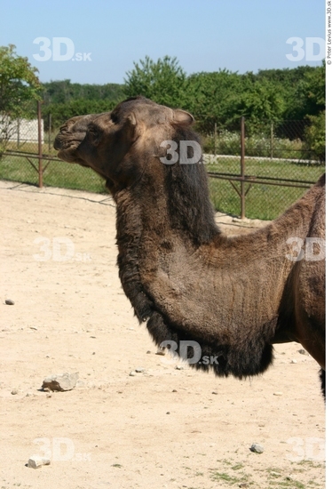 Head Camel