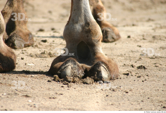 Foot Camel