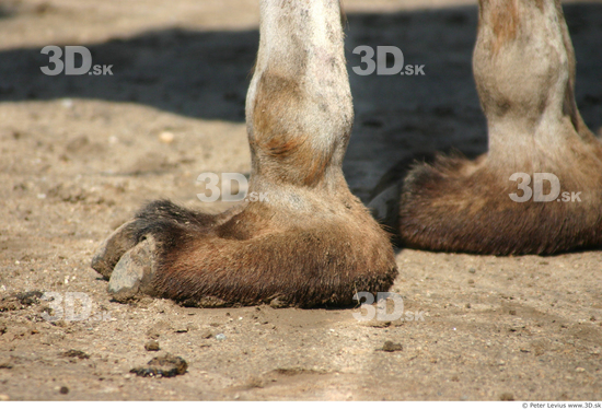 Foot Camel