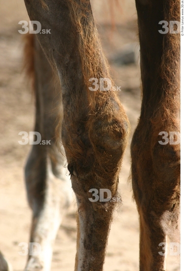 Knee Camel