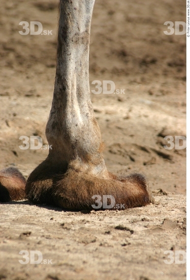 Foot Camel