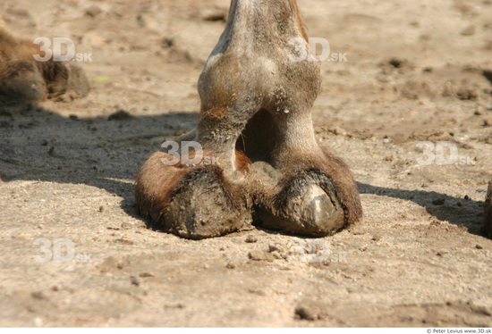 Foot Camel