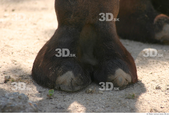 Foot Camel