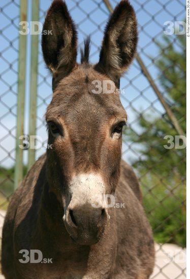 Donkey