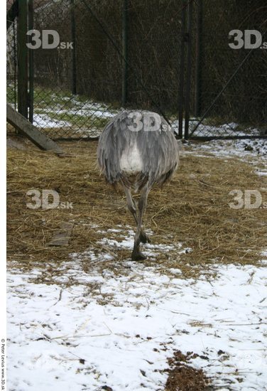 Whole Body Emus